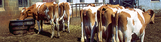 livestock